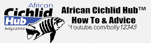 African Cichlid Hub